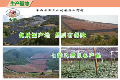 云南文山三七